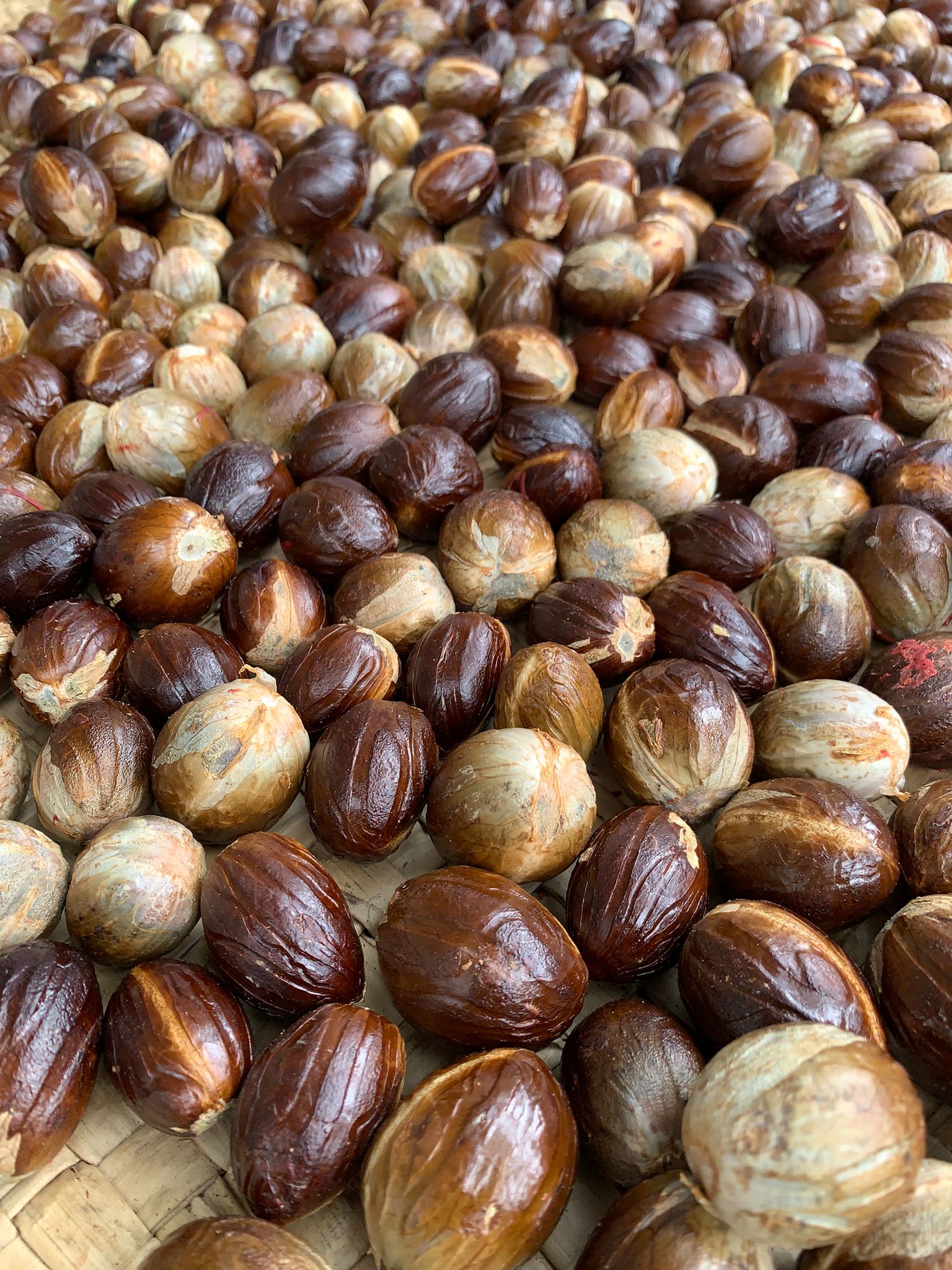 Nutmeg