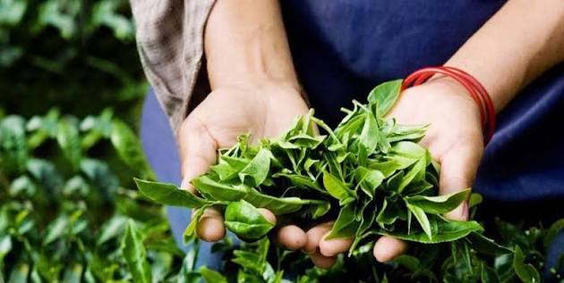 Fresh Ceylon tea leaves being gathered by hand